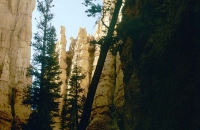 Bäume und Felsen im Bryce Canyon