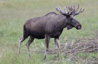 Ausgewachsener Elchbulle