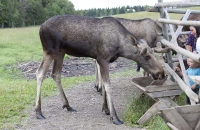 Ausgewachsener Elchbulle