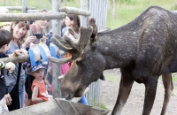 Elchbulle während Fütterung