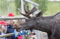 Elchbulle während Fütterung