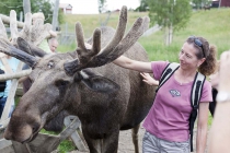 Petra und ein Elchbulle