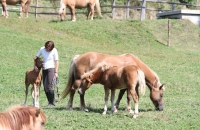 Pferde auf der Koppel auf der Simonhöhe