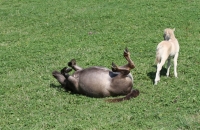 Na da wälze ich mich mal :-)