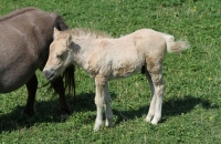 Junges Fohlen auf der Simonhöhe