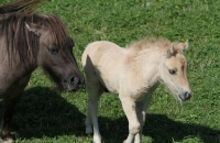 Pferde auf der Simonhöhe