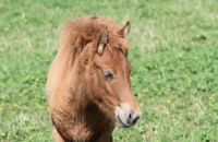 Süßes, junges Pferd