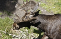 Schaufeln eines Elchbullen