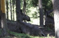 Ruhe nach dem Fressen