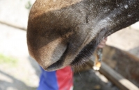 Kuschelige Elchschnauze