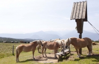 Haflinger in der Mittagspause :-)