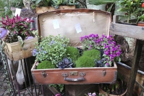 Pflanzen in einem originellen Geschäft in Bozen