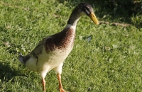 Laufente bei Jausenstation