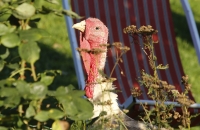 Pute bei Jausenstation