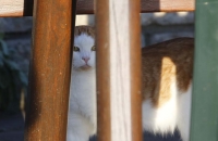 Schöne Katze bei Jausenstation