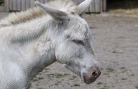 Ein weißer Barockesel