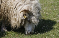 Schafbock beim Grasen