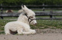 Knudeliger, junger Esel