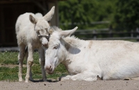 Knudeliger, junger Esel beim Kuscheln mit Mama-Esel