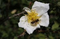 Schöne Blüte mit Biene
