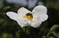 Schöne Blüte mit Biene