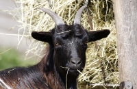 Ein frecher Ziegenbock