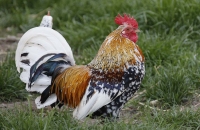 Ein fescher Gockelhahn