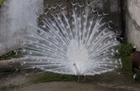 Ein weißer Pfau schlägt sein Rad