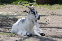 Ein schöner Ziegenbock