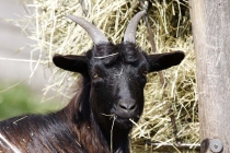 Ein frecher Ziegenbock