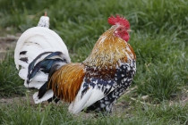 Ein fescher Gockelhahn