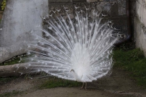 Ein weißer Pfau schlägt sein Rad