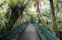 Pfad zum Tane Mahuta