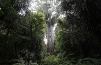 Der beeindruckende Tane Mahuta