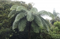 Pflanzenwelt im Waipoua Forest