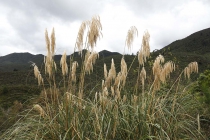 Pflanzen am Strassenrand