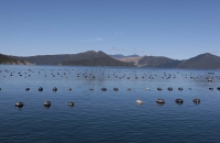 Eine von unzähligen Muschelfarmen