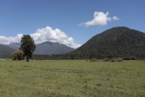 Landschaft nahe Hokitika