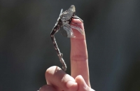 Libelle (??) auf Finger von Dame