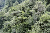 Bäume wohin man schaut