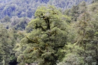 Baum der die anderen überstrahlt