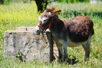 Ein armer Esel der den ganzen Tag mit kurzer Leine angekettet